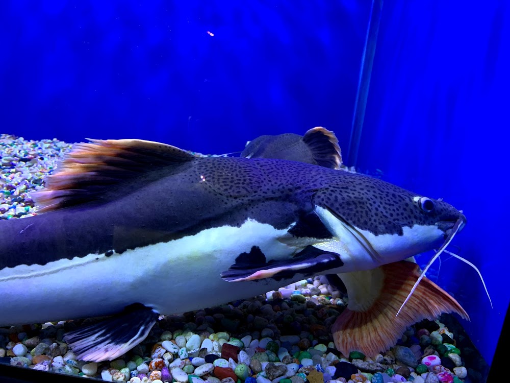 Goa Fish Aquarium