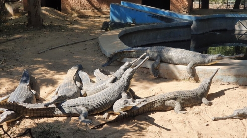 Jaipur Zoo