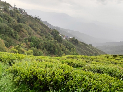 Tea Garden View