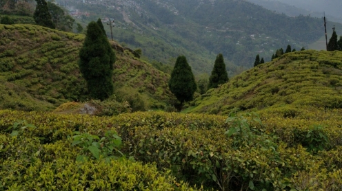 Happy Valley Tea Estate
