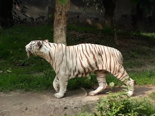 Alipore Zoo