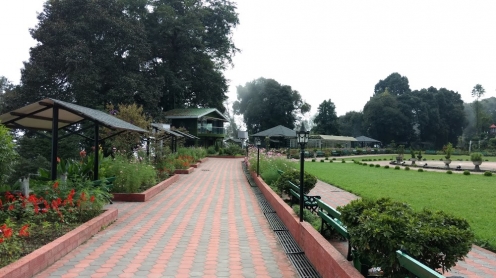 Shrubbery Nightingale