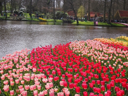 Zaanse Schans , Edam , Volendam and Keukenhof gardens and tulip farms. [April to June ]