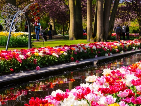 Keukenhof gardens and tulip farms. [April to June]