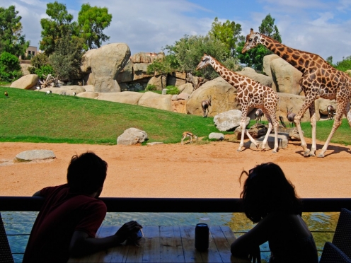 Bioparc Valencia zoo .