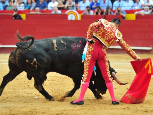 Bull Fighting Events in Segovia .