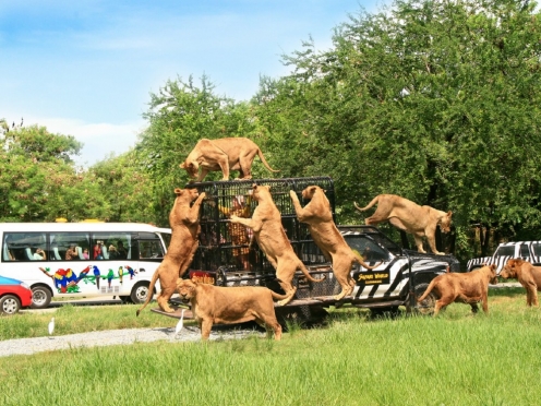 Safari World with dolphin and other shows and lunch