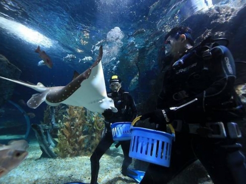 SEA LIFE Bangkok Ocean World