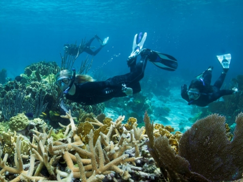 Scuba and snorkelling tours