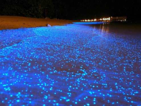Bio Luminescent Swimming with Dinner