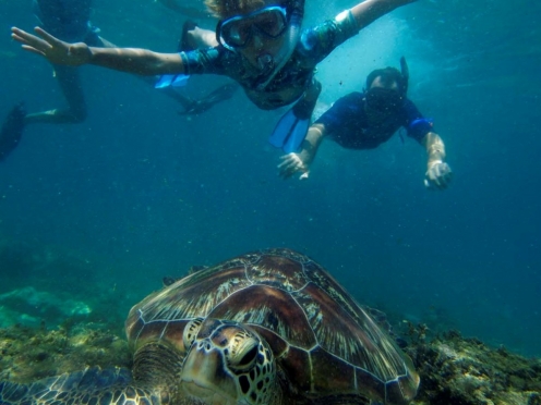 Snorkelling and Swimming with Turtles