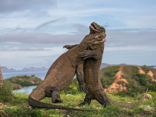 Komodo National Park 2 day.
