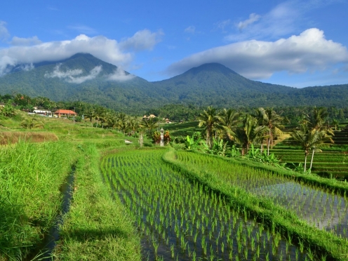 Jatiluwih Rice terraces Cycling [ UNESCO heritage ] and Sea Temples Ulun Danu Beratan.