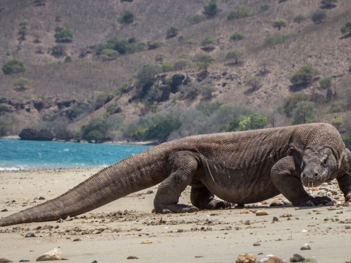 Komodo National Park 2 day.