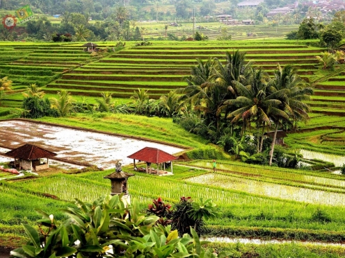 Jatiluwih Rice terraces Cycling [ UNESCO heritage ] and Sea Temples Ulun Danu Beratan.