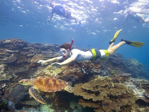 Snorkelling and Swimming with Turtles.