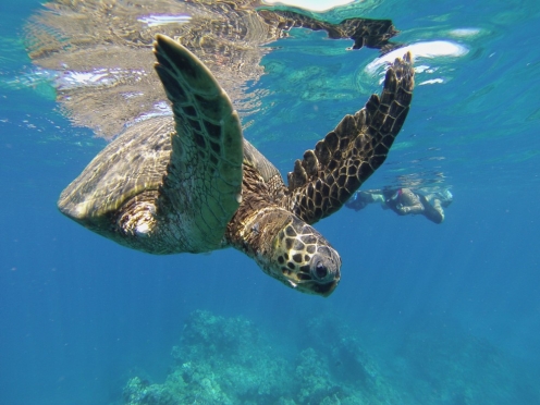 Snorkelling and Swimming with Turtles.