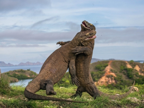 Komodo National Park 2 day.