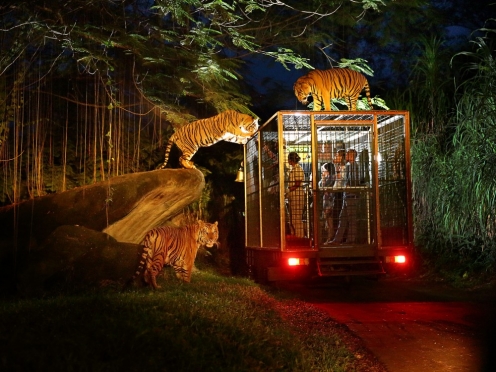 Night Safari , Dinner with Elephants in Jungle.