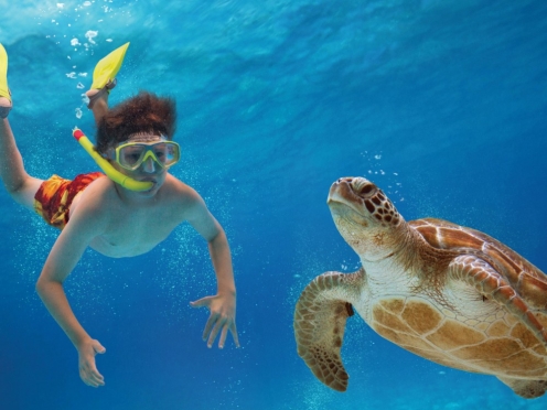 Snorkelling and Swimming with Turtles at Gili Islands [ If taken Gili Island Option ]