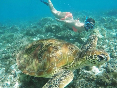 Snorkelling and Swimming with Turtles.