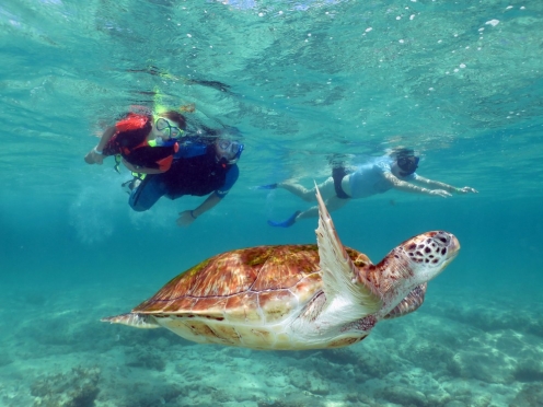 Snorkelling and Swimming with Turtles