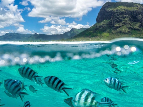 Ile Aux Cerfsday tour with lunch and drinks