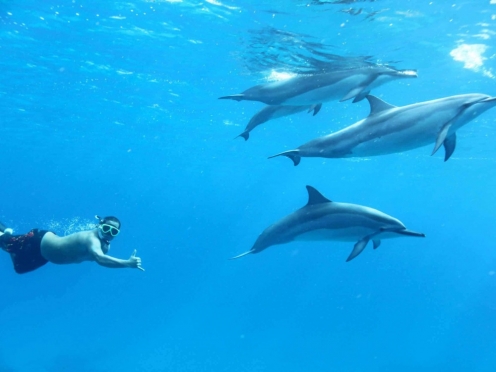 Swim with Dolphins in Ocean& Whale Watching  with breakfast
