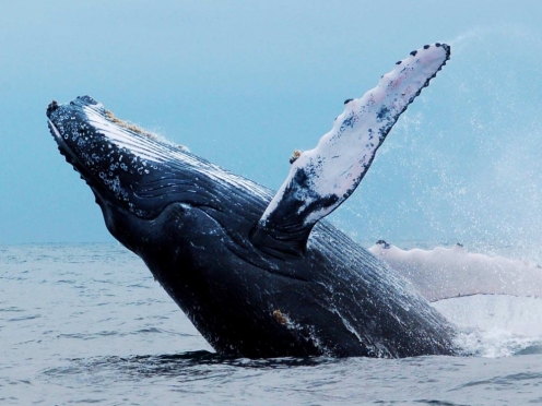 Dolphin Encounter and Whale Watching.