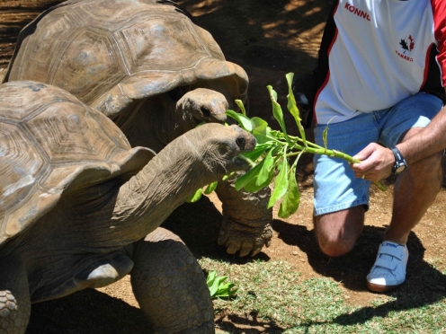 Southern Mauritius with lunch [ Crocodile farms , giant tortoises]
