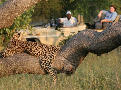 Stay & Game Drives at Kruger National Park 