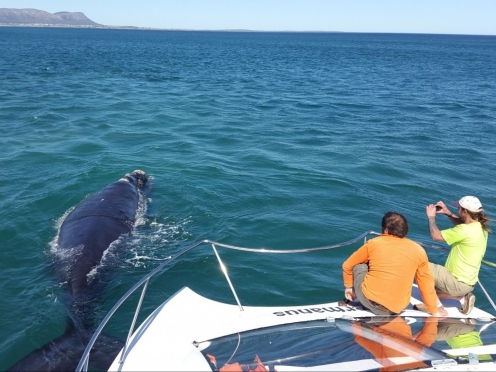 Whale Watching in Hermanus