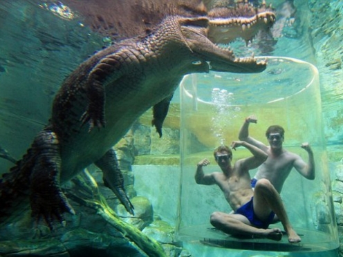 Crocodile Cage Adventure