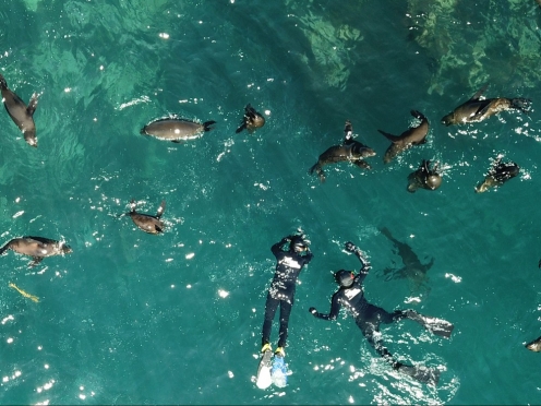 Snorkel with Seals Adventure 