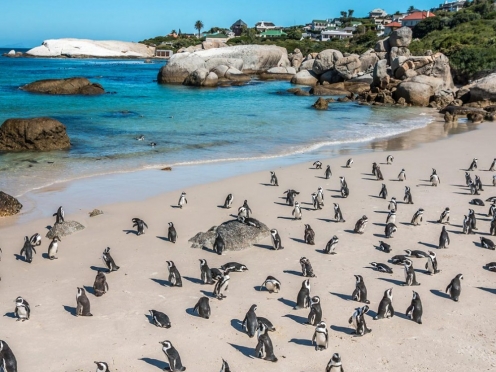 Cape Peninsula Tour with Ostrich farms Vineyards , Simons Town & Penguin Island