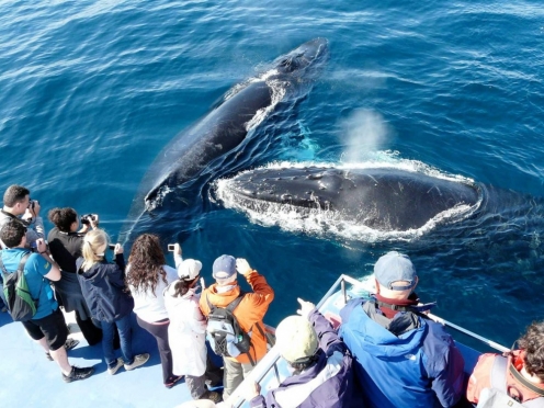 Whale Watching in Hermanus 
