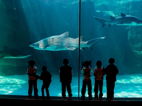 Two Oceans Aquarium