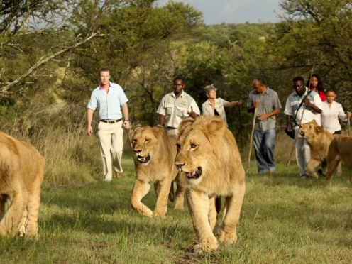 Walk With Lions
