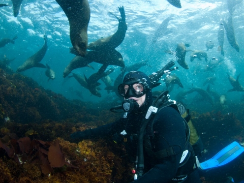 Snorkel with Seals Adventure