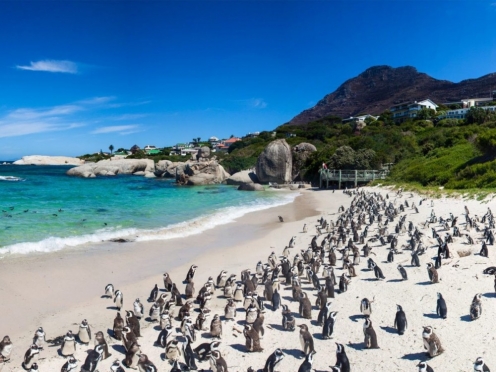 Cape Peninsula Tour with Ostrich farms Vineyards , Simons Town & Penguin Island 