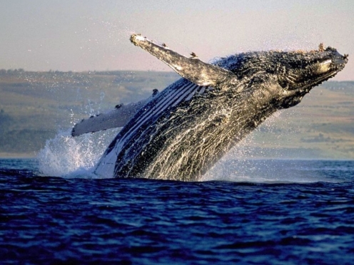 Whale Watching in Hermanus
