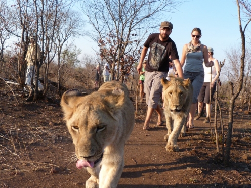 Walk With Lions