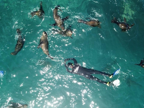Snorkel with Seals Adventure