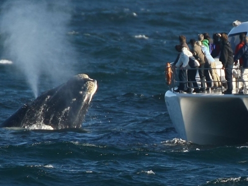 Whale Watching in Hermanus .