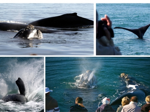 Whale Watching in Hermanus .