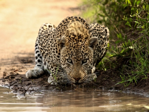 Accommodation & Game Drives 