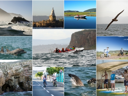 Whale Watching , Dolphins sighting in Knysna