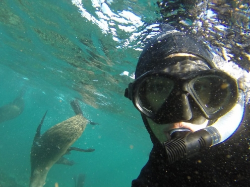 Snorkel with Seals
