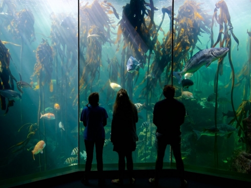 Two Oceans Aquarium