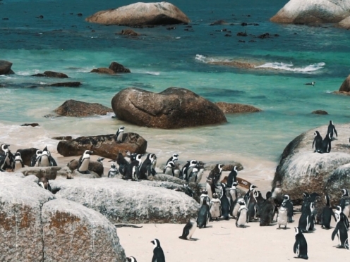 Cape Peninsula Tour with Ostrich farms Vineyards , Simons Town & Penguin Island
